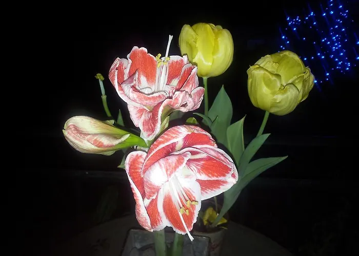 Whatever Art فندق مبيت وإفطار *