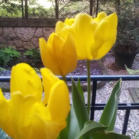 Nocleg ze śniadaniem Whatever Art Lizbona