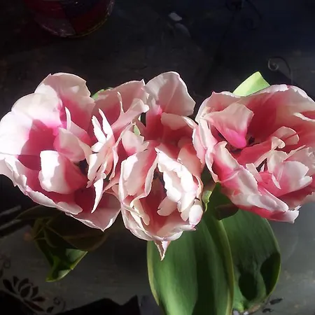 Whatever Art * Lizbona