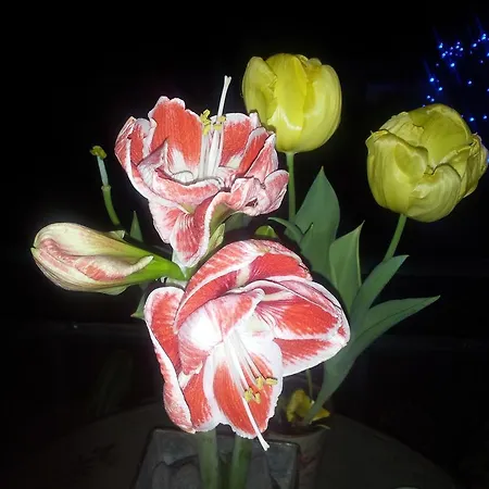 Whatever Art Nocleg ze śniadaniem *