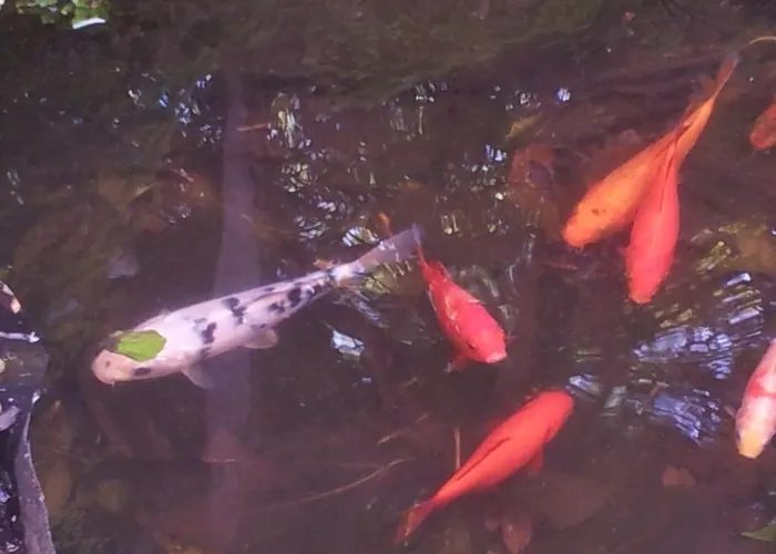 泛艺术住宿加早餐酒店 * Lisboa