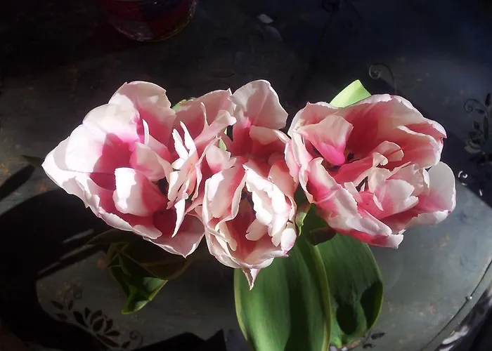 왓에버 아트 * 리스본